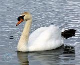 Mute Swan 8T007D-21